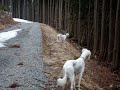 雪融けの林道!パトロールに大忙し♪(Saluki・Irish Setter)