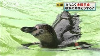 金環日食、雲間に期待　動物たちの行動は・・・（12/05/21）
