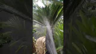 Cara Ampuh Basmi KUTU PUTIH Pada Daun SIKAS #shorts #carabasmikutuputih #tanamansikas