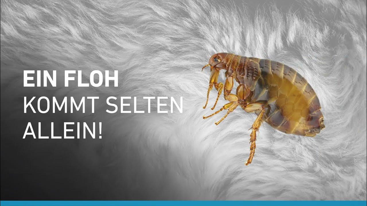 Flohbefall bekämpfen mit Frontline YouTube