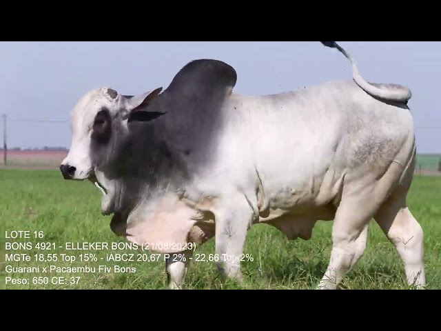 Lote 16   Leilão Trio Bonsucesso   Etapa Touros
