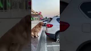 Dog Fails Compilation - Viral Hits Content