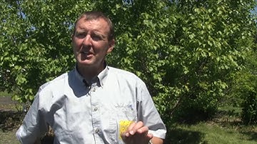 Wheat School -  Fusarium Head Blight Fungicide Application Tips