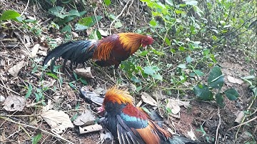 12 /12/2021cuab qaib qus tuaj Zoo heev