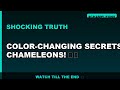 Color-Changing Secrets of Chameleons! 🌈🦎