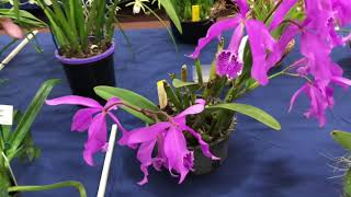 Природные или видовые орхидеи(Species orchids) выставка 2019