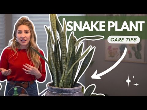 Snake Plant Growing & Care Tips