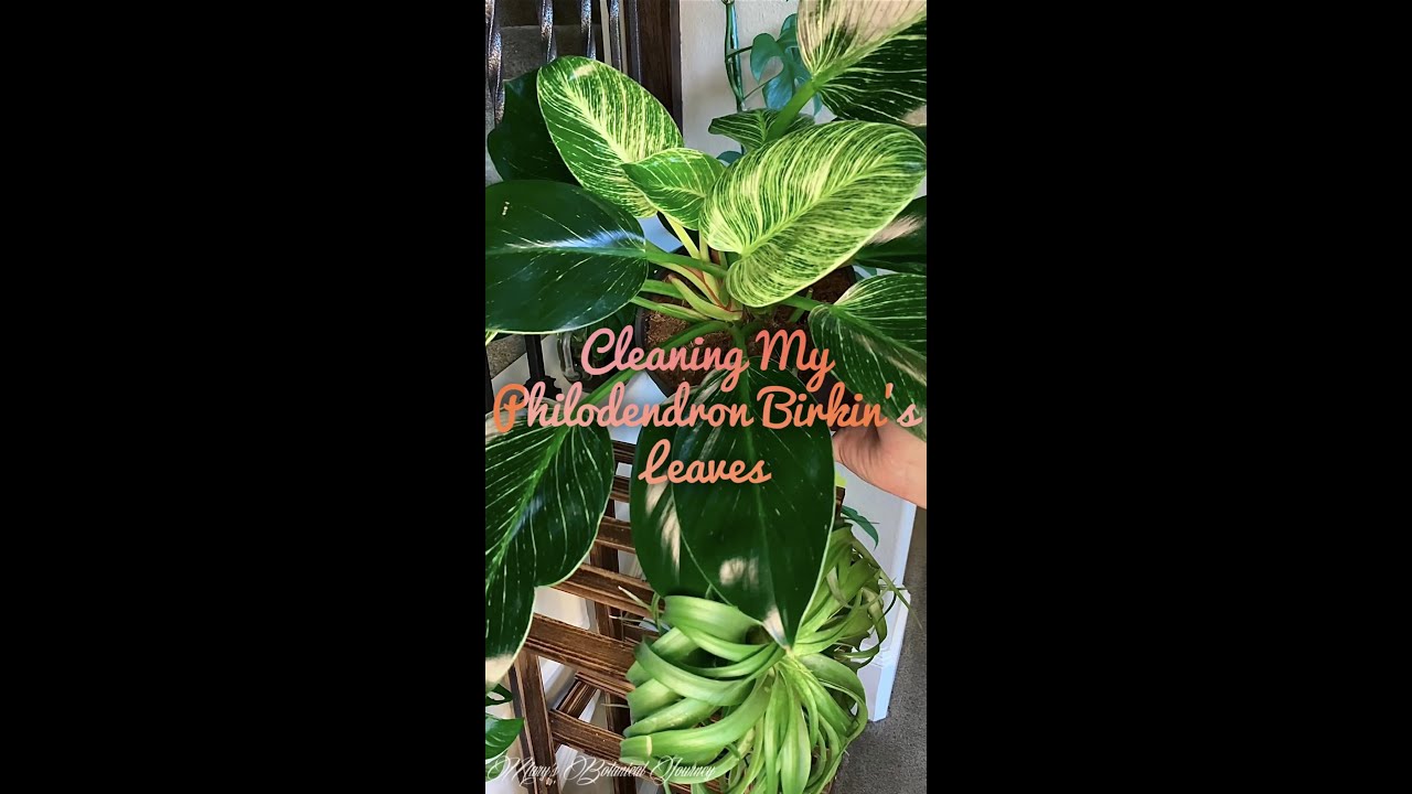 Cleaning My Philodendron Birkin’s Leaves (Neem Oil/Pest Control) 