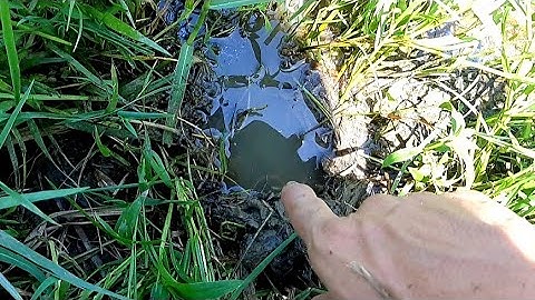 Câu lươn.tìm hang lươn ở ao bèo ngập nước tập178//How to find eel//eel fishing