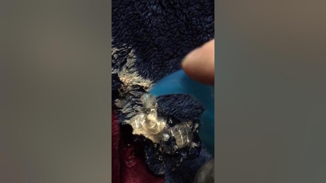 How to remove silly putty from fabric YouTube