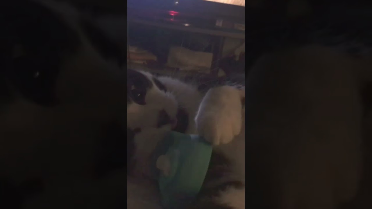 Zero Plays with a bottle lid:3//Some hashtags: