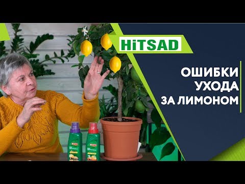 Уход за лимоном из косточки в домашних условиях