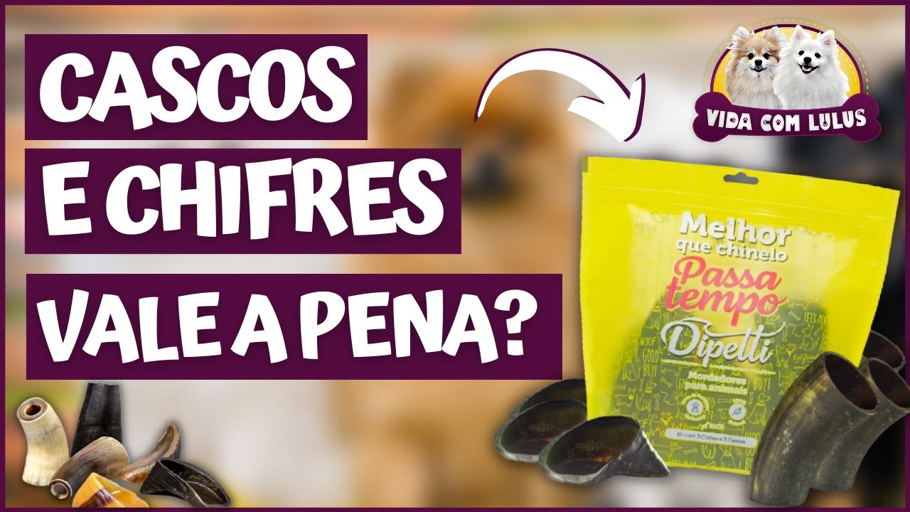 3 coisas que ninguém te conta sobre ter um Spitz Alemão (Lulu da