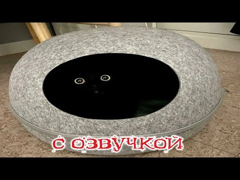 Видео: Приколы с котами! СМЕШНЫЕ КОТЫ С ОЗВУЧКОЙ! Самые Смешные Животные!