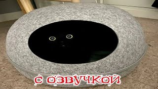 Приколы С Котами! Смешные Коты С Озвучкой! Самые Смешные Животные!