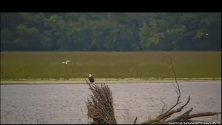 Mississippi River Flyway Cam~All A Buzz-Migration Underway_9\/10\/23