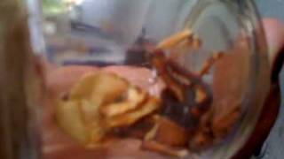 Extraterrestre En Tenex.mov
