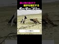 1匹のボーダーコリーが数百頭の羊を統率できる理由