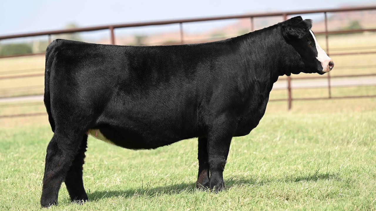 Pembrook Cattle Company Lot 29 YouTube