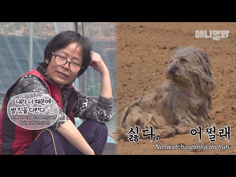 5년을 챙겨줬는데도 나랑 shy적 거리두기 하는 누더기개ㅣSecret <strong>Of</strong> A Dog Who Fears A <strong>Lady</strong> Who&amp;#39;s Nursed Her For 5 Years