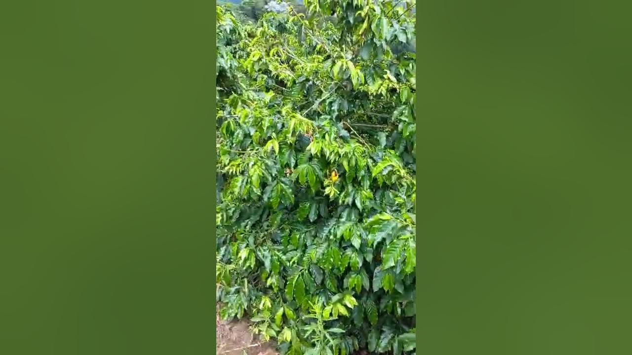 NOSSO CAFE Deficiência de zinco e suas consequências no cafeeiro