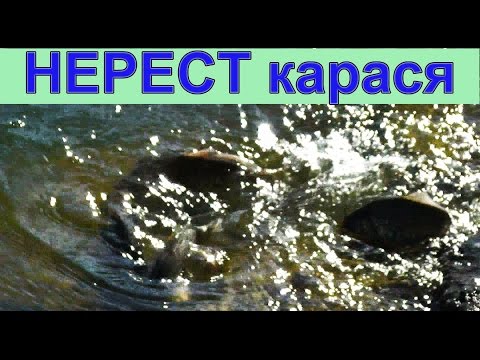 нерест карася снасть