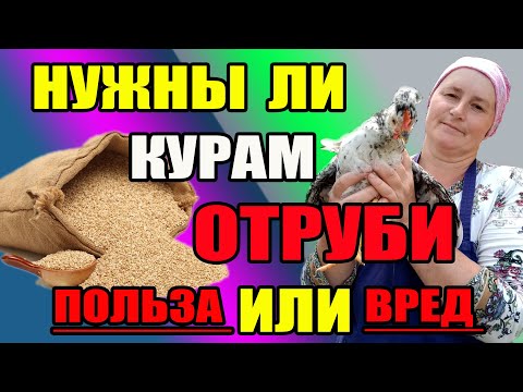 Нужны ли курам ОТРУБИ. В чем польза или вред отрубей.