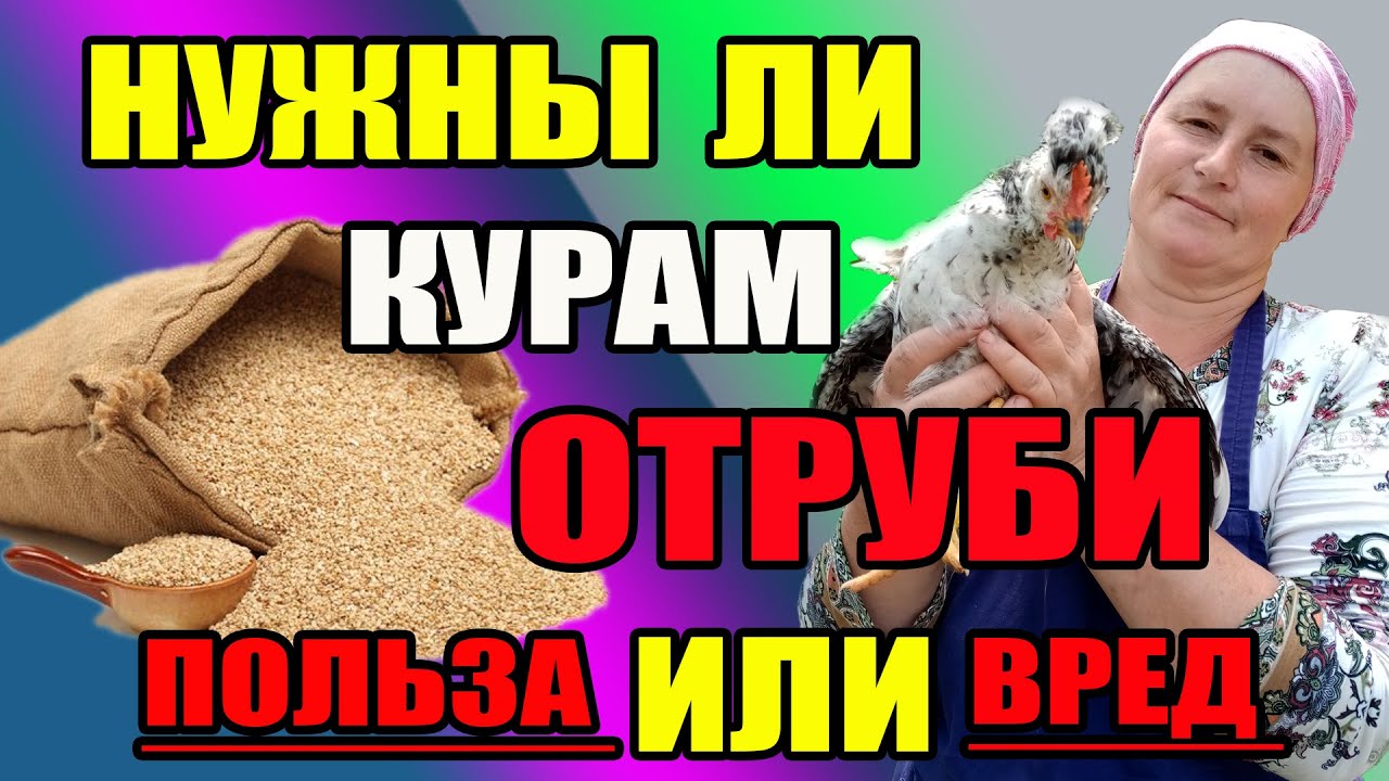 Нужны ли курам ОТРУБИ. В чем польза или вред отрубей. - YouTube