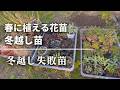 《春庭をオシャレに彩る花苗♪》種まき苗／冬越し不安苗／冬越し失敗苗／気根が出る超美しい宿根草