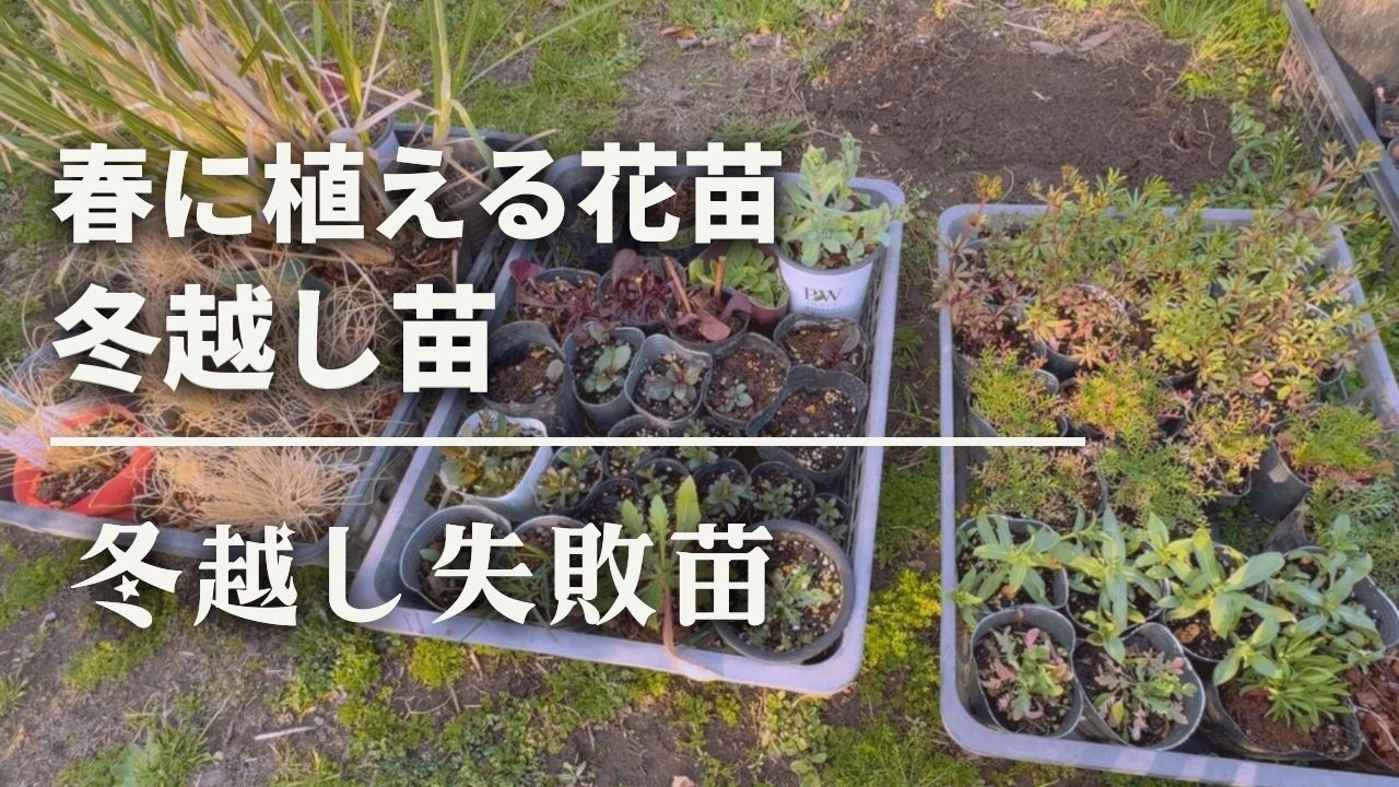 《春庭をオシャレに彩る花苗♪》種まき苗／冬越し不安苗／冬越し失敗苗／気根が出る超美しい宿根草