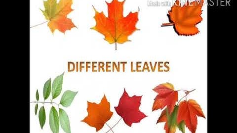 MLZS JHANSI CLASS 3 EVS Chapter 6 Lecture 1 By Neha Mam