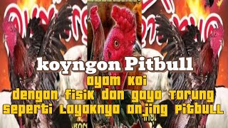 Sejarah koyngon Pitbull ayam petarung seperti anjing gila dari pranburi farm #koyngon #pranburi