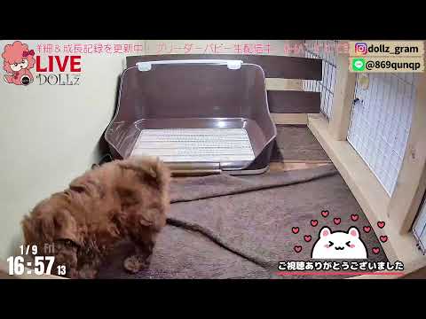 【成長見守り 生配信】トイプードル 子犬 55日齢 【2026/1/9】