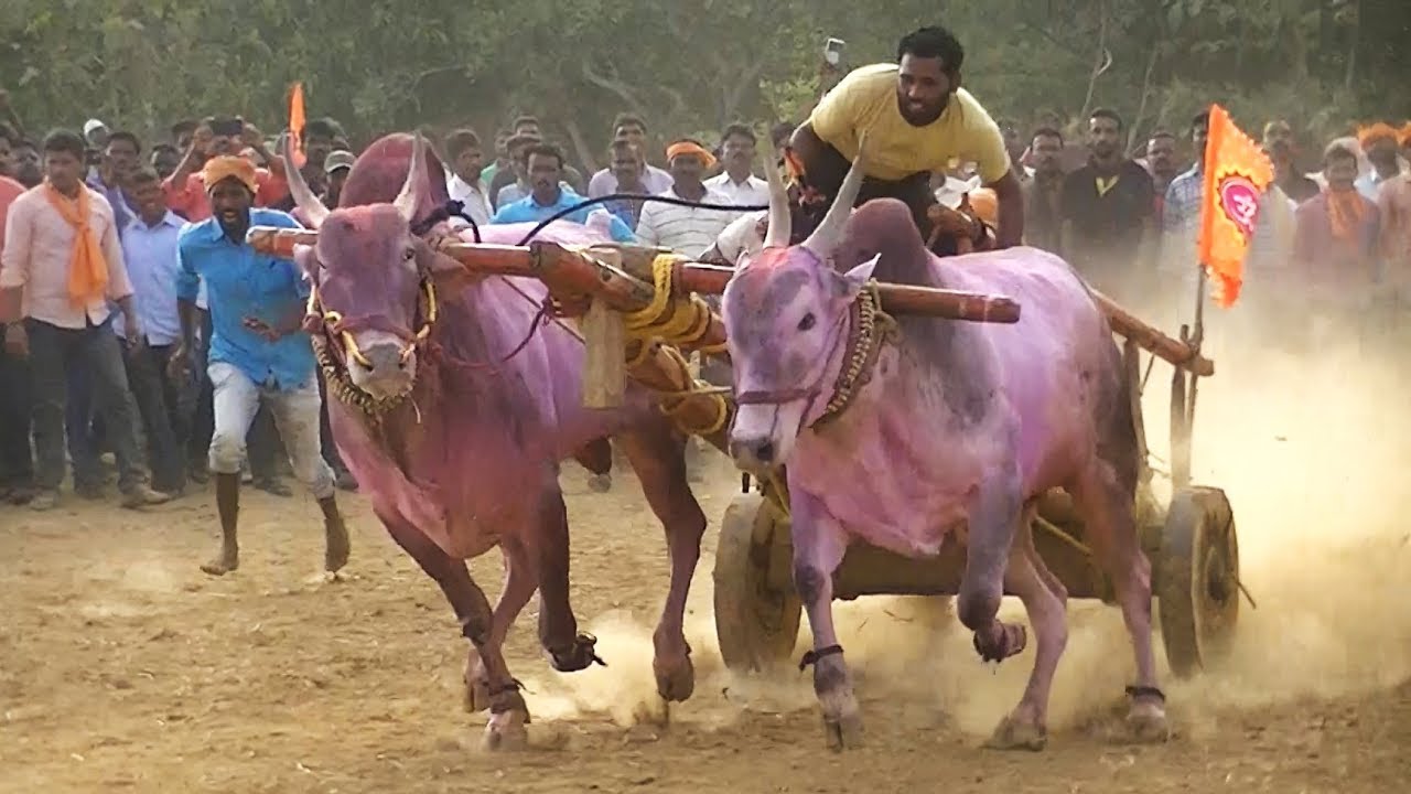 Muthugaon bulls powerful running in Tergaon race