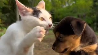 Kerwin Claiborne Animal & Cat Voice Over 2024