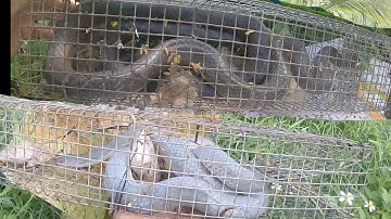 Những con rắn ẩn mình lâu năm đã bị bất sau những trận mưa "minh vương vlog bẫy rắn "