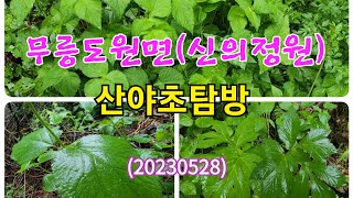 #무릉도원면(신의정원)신정원님 임야 산야초탐방(20230528)
