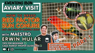 HOW TO BREED RED FACTOR SUN CONURE | BLUENAPED & INDIAN RING NECK | AVIARY VISIT WITH ERWIN HULAR