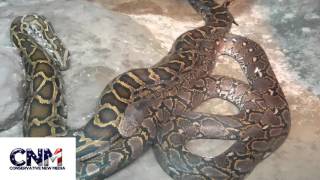 Reticulated Python and Burmese Python together in 4K UHD - Raw Video