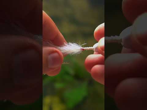 Double Barrel (Minnow)