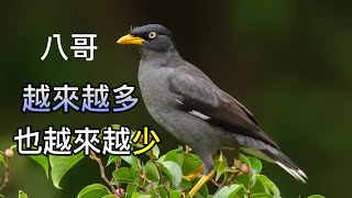 There are more and more starlings in Taiwan, and there are fewer and fewer starlings