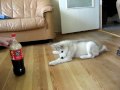 Alaska Malamute talking with Coca-cola