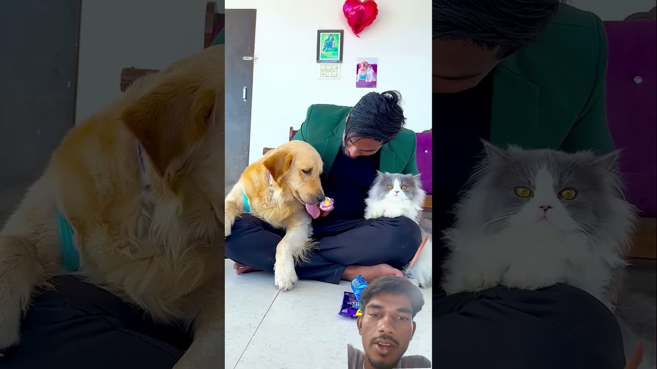 बिल्ली को मेरे डॉग पर गुस्सा क्यों आया था😱 #funnydogs #shorts #likes #outdoors #camping #funny