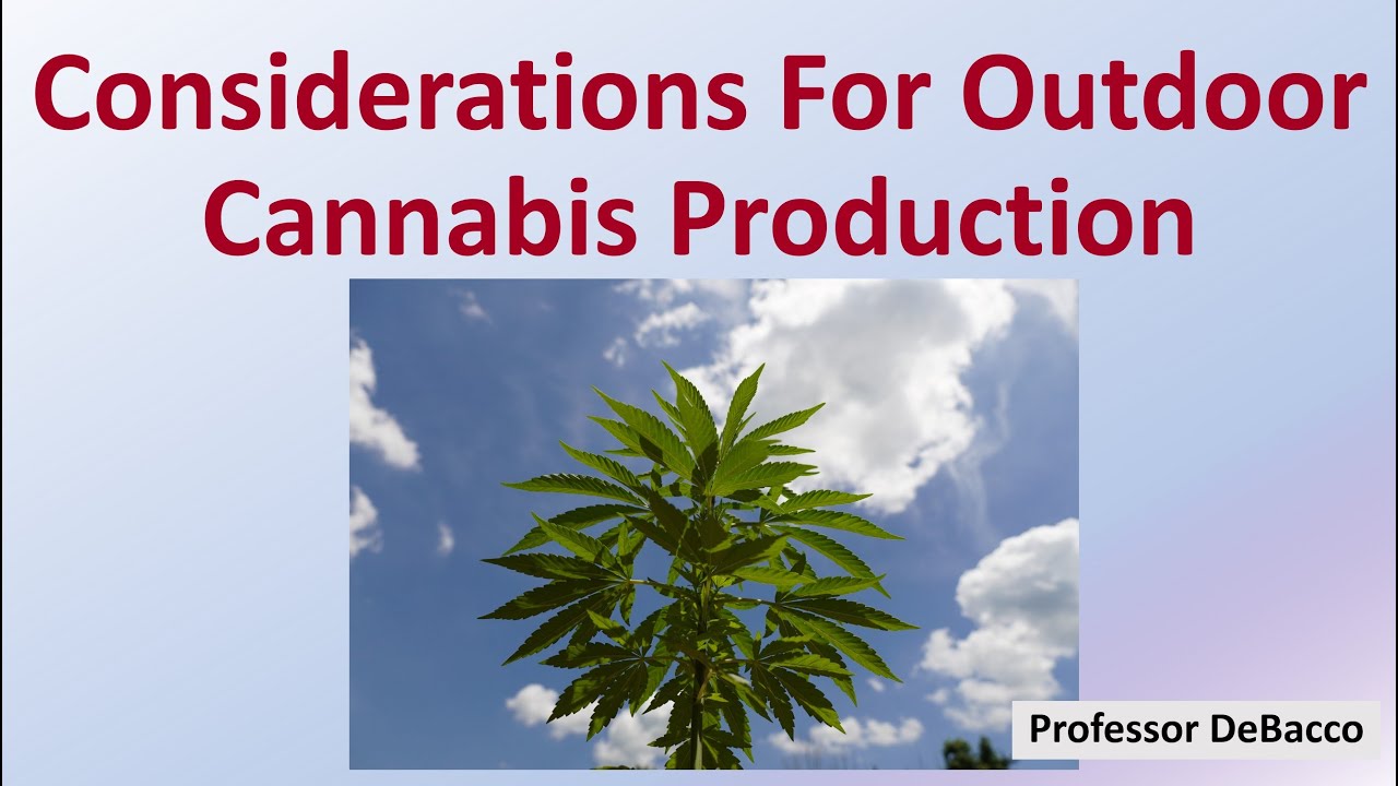Considerations For Outdoor Cannabis Production