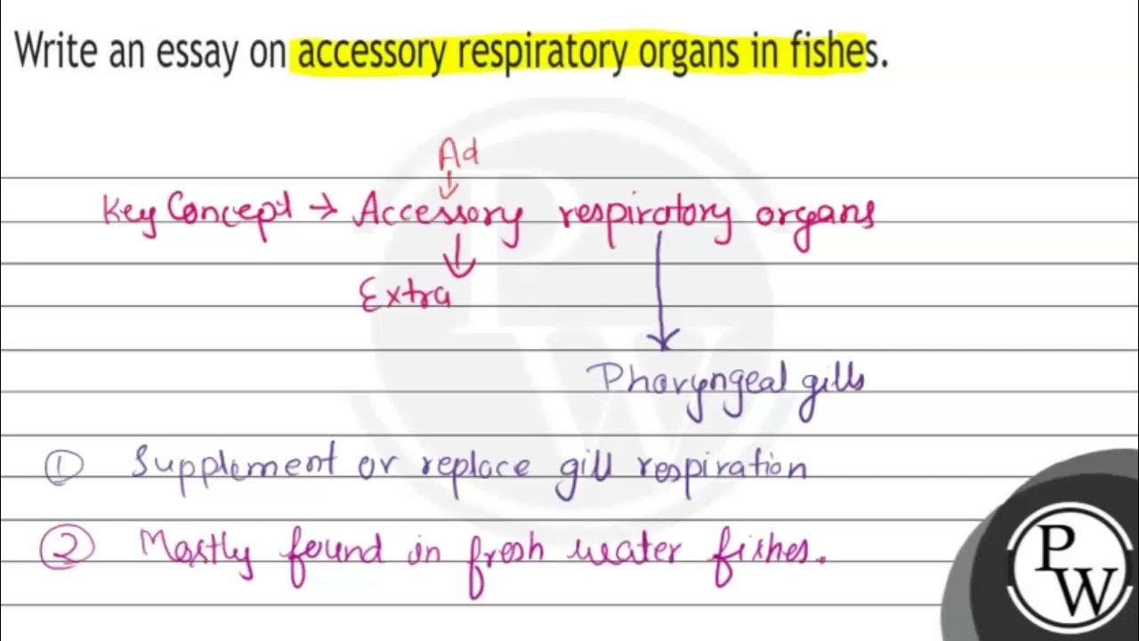 Write an essay on accessory respiratory organs in fishes. YouTube