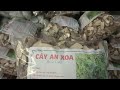 Cây An Xoa Hoa tím bình phước (LH. 0985.113.004)