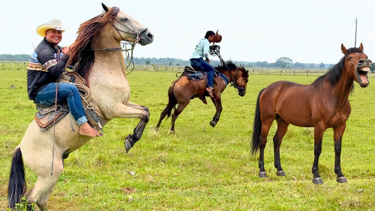 ⁣EL difícil trabajo de amansar CABALLOS en el LLANO