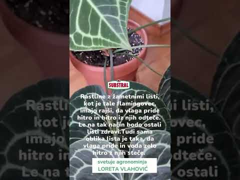 Video: Oblika rastlinskih listov