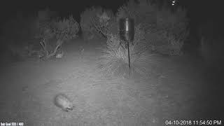 Porcupine Walking Through