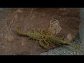 Scorpion Mating Ritual